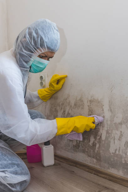 Mold Odor Removal Services in Alva, FL